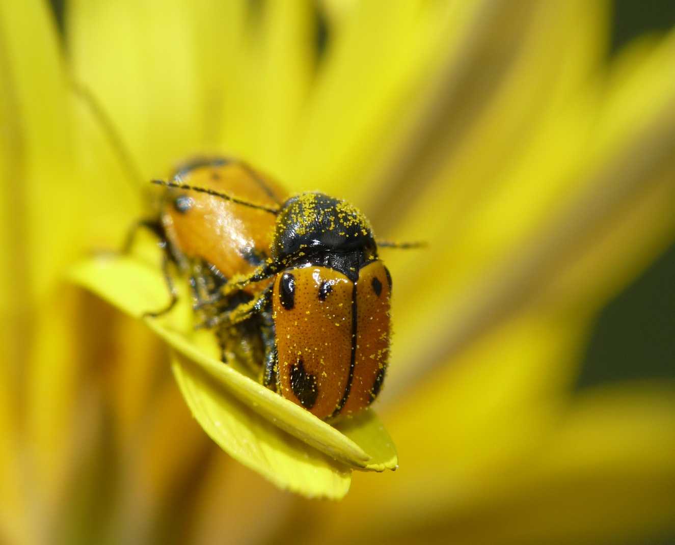 Coleotterini floricoli